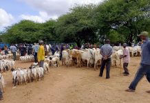 Market Intelligence Report: Tseikuru Livestock Market – 3rd April 2025