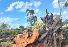 Public Outcry Over Cutting of Old Trees at TANATHI Offices in Kitui