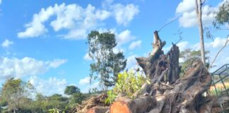 Public Outcry Over Cutting of Old Trees at TANATHI Offices in Kitui